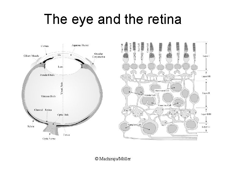 The eye and the retina © Machiraju/Möller 
