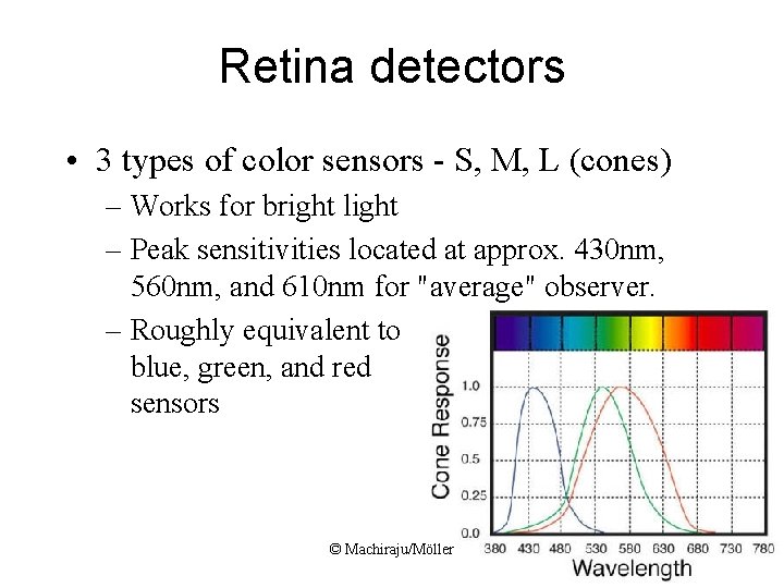 Retina detectors • 3 types of color sensors - S, M, L (cones) –