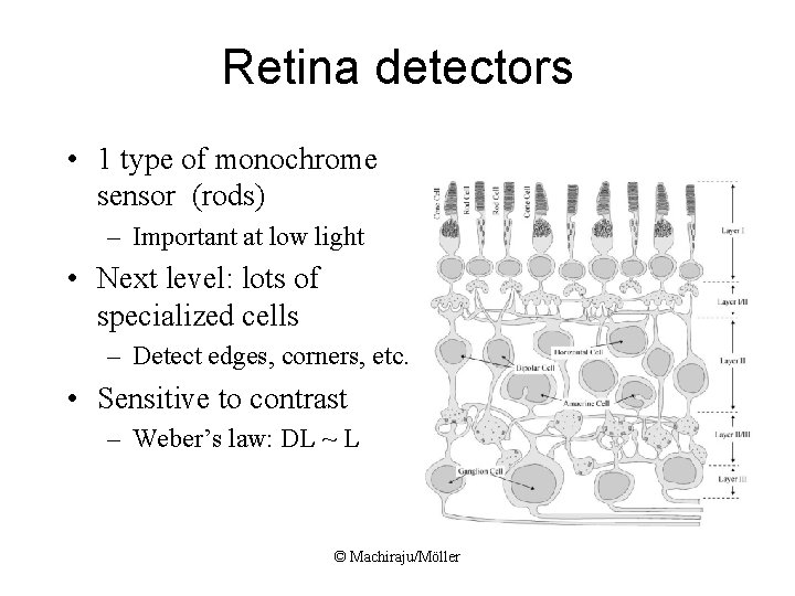 Retina detectors • 1 type of monochrome sensor (rods) – Important at low light