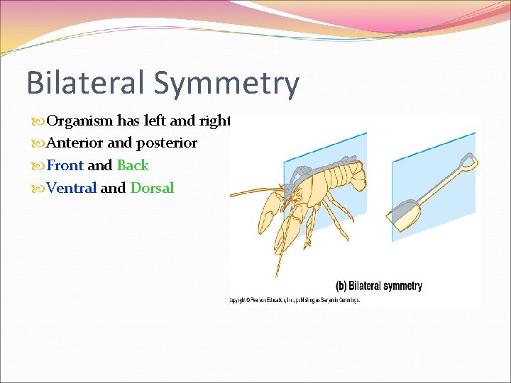 Bilateral Symmetry Organism has left and right Anterior and posterior Front and Back Ventral Bilateral Symmetry Organism has left and right Anterior and posterior Front and Back Ventral