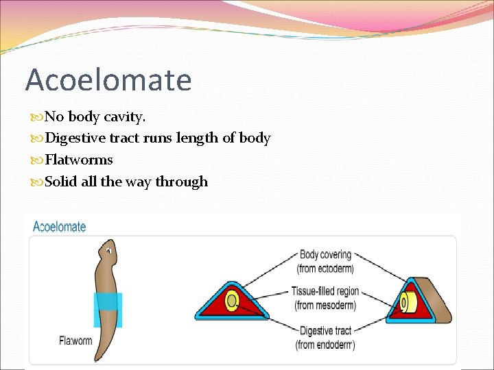 Acoelomate No body cavity. Digestive tract runs length of body Flatworms Solid all the Acoelomate No body cavity. Digestive tract runs length of body Flatworms Solid all the