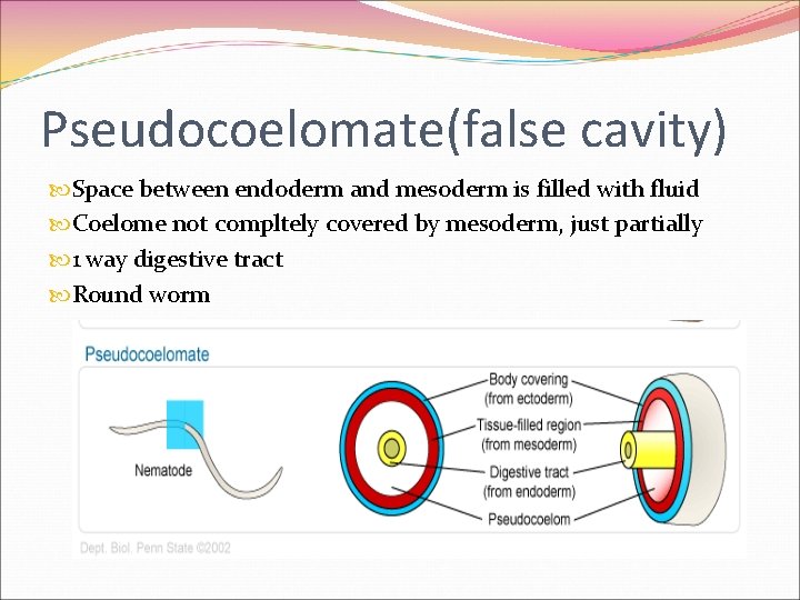 Pseudocoelomate(false cavity) Space between endoderm and mesoderm is filled with fluid Coelome not compltely Pseudocoelomate(false cavity) Space between endoderm and mesoderm is filled with fluid Coelome not compltely