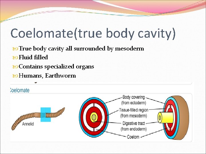 Coelomate(true body cavity) True body cavity all surrounded by mesoderm Fluid filled Contains specialized Coelomate(true body cavity) True body cavity all surrounded by mesoderm Fluid filled Contains specialized