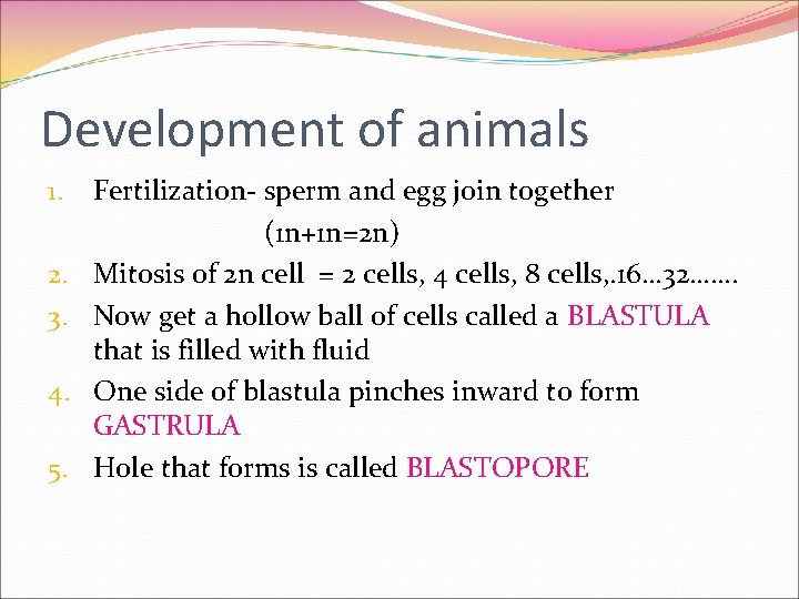 Development of animals 1. 2. 3. 4. 5. Fertilization- sperm and egg join together Development of animals 1. 2. 3. 4. 5. Fertilization- sperm and egg join together