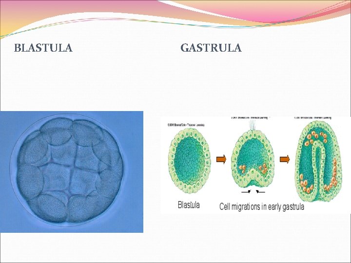 BLASTULA GASTRULA BLASTULA GASTRULA