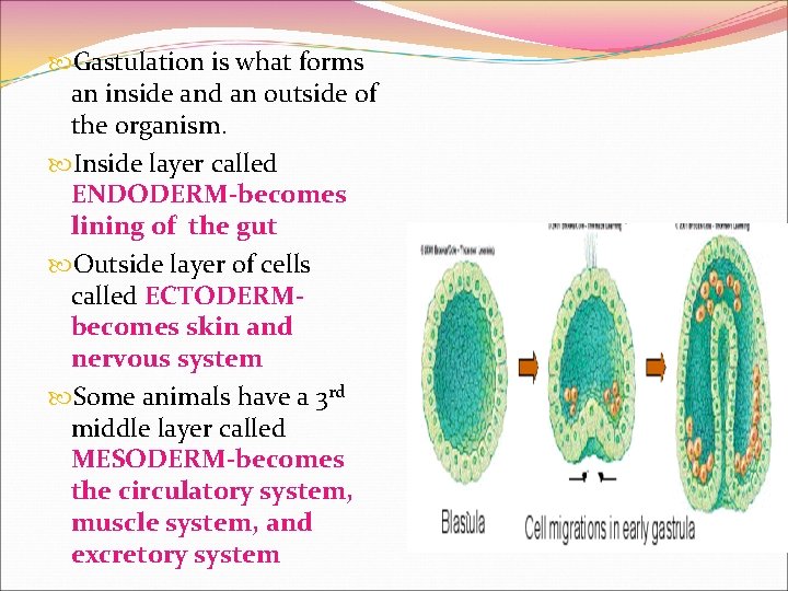 Gastulation is what forms an inside and an outside of the organism. Inside Gastulation is what forms an inside and an outside of the organism. Inside