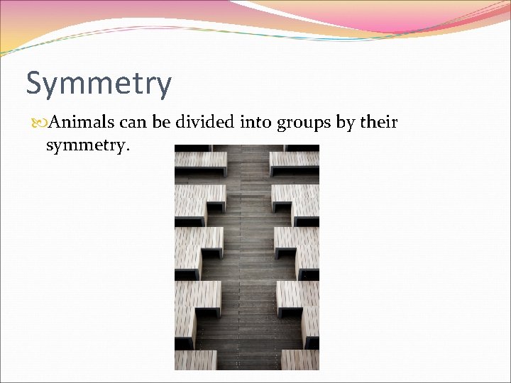 Symmetry Animals can be divided into groups by their symmetry. Symmetry Animals can be divided into groups by their symmetry.