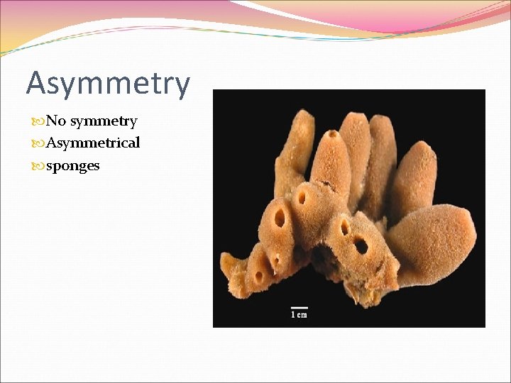 Asymmetry No symmetry Asymmetrical sponges Asymmetry No symmetry Asymmetrical sponges