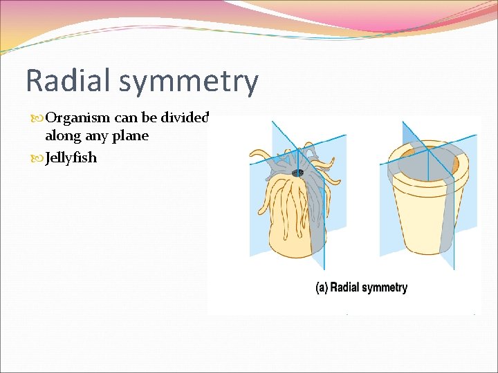 Radial symmetry Organism can be divided along any plane Jellyfish Radial symmetry Organism can be divided along any plane Jellyfish