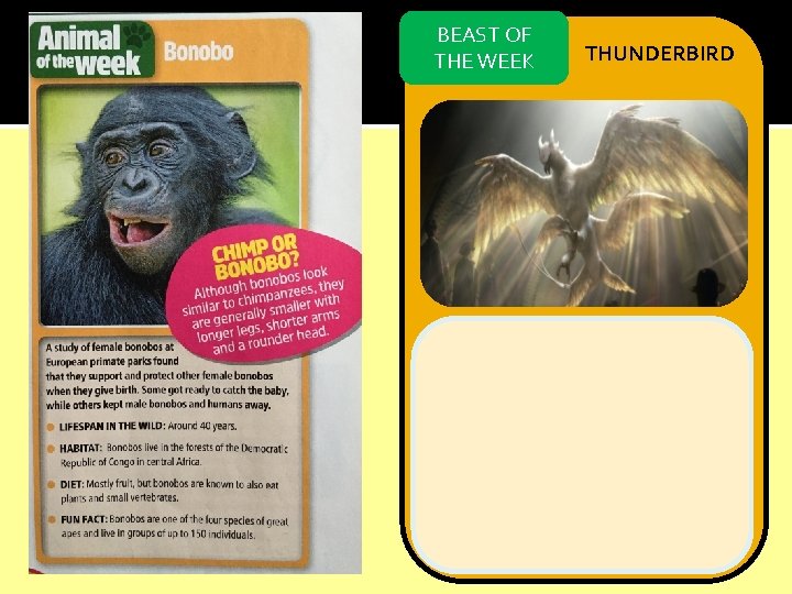BEAST OF THE WEEK THUNDERBIRD 