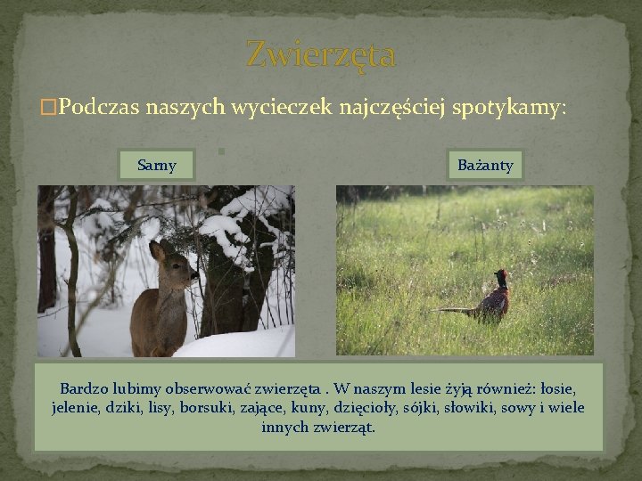 Zwierzęta �Podczas naszych wycieczek najczęściej spotykamy: Sarny Bażanty Bardzo lubimy obserwować zwierzęta. W naszym