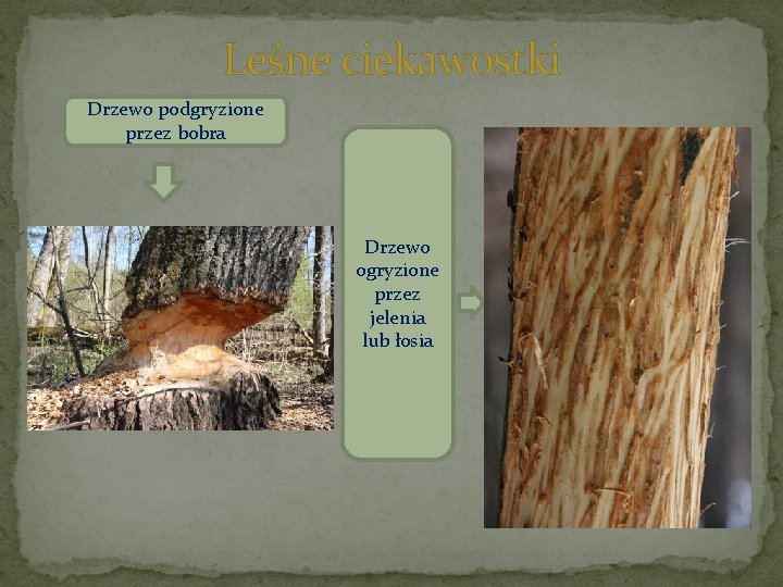 Leśne ciekawostki Drzewo podgryzione przez bobra Drzewo ogryzione przez jelenia lub łosia 