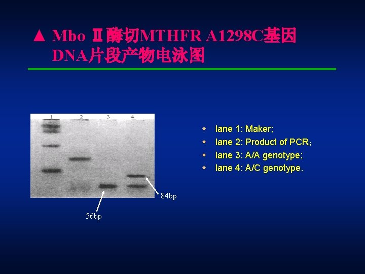 ▲ Mbo Ⅱ酶切MTHFR A 1298 C基因 DNA片段产物电泳图 lane 1: Maker; w lane 2: Product