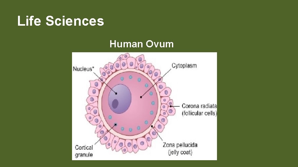 Life Sciences Human Ovum 