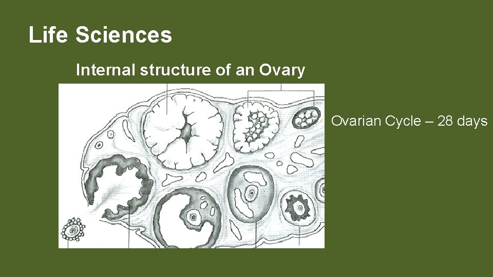 Life Sciences Internal structure of an Ovary Ovarian Cycle – 28 days 