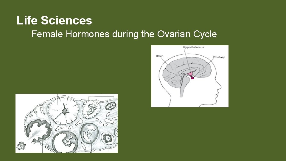 Life Sciences Female Hormones during the Ovarian Cycle 