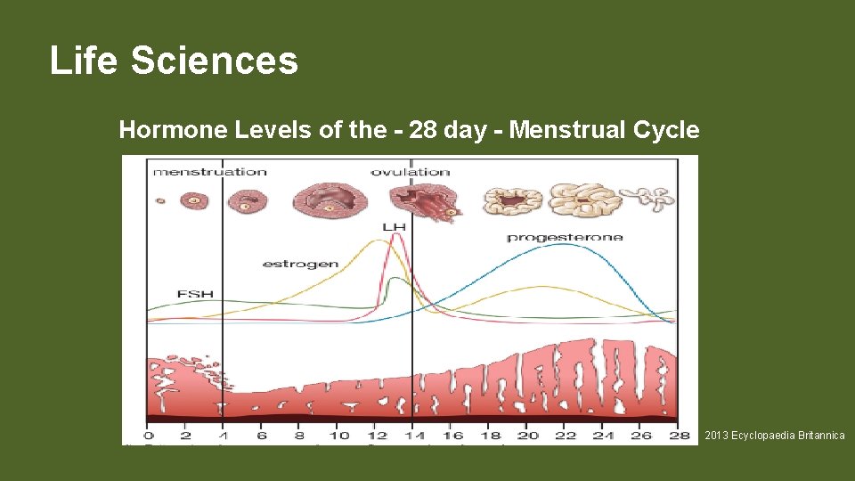 Life Sciences Hormone Levels of the - 28 day - Menstrual Cycle 2013 Ecyclopaedia