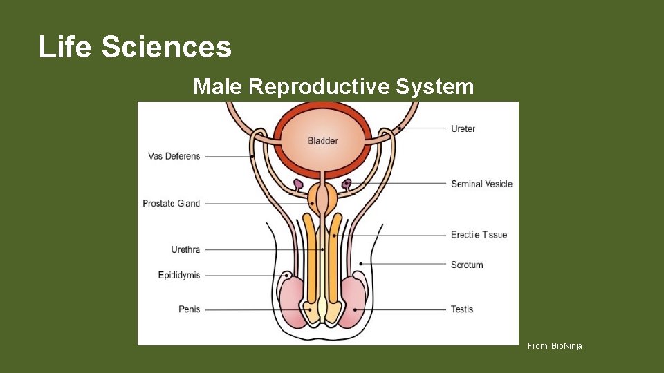 Life Sciences Male Reproductive System From: Bio. Ninja 