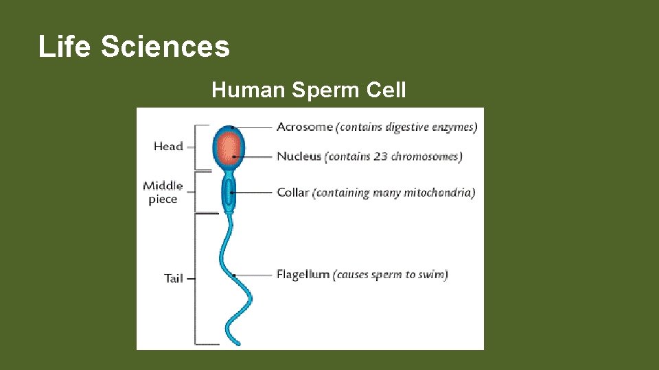 Life Sciences Human Sperm Cell 