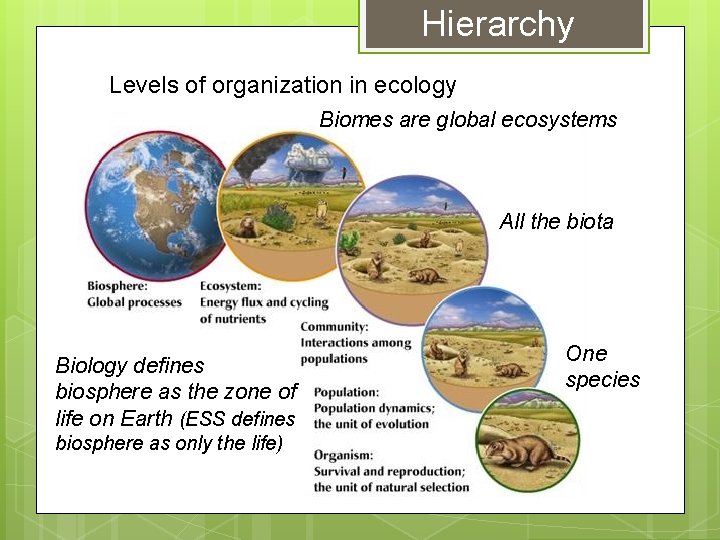 Hierarchy Levels of organization in ecology Biomes are global ecosystems All the biota Biology