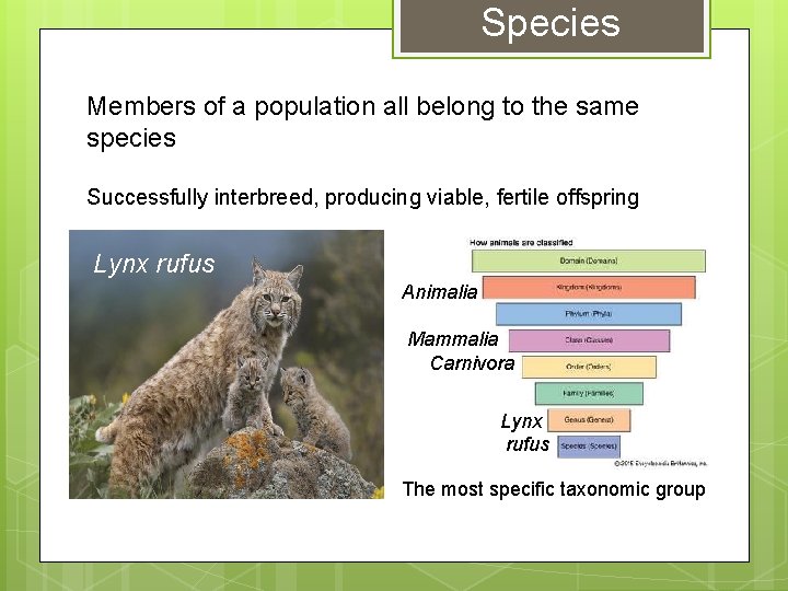 Species Members of a population all belong to the same species Successfully interbreed, producing