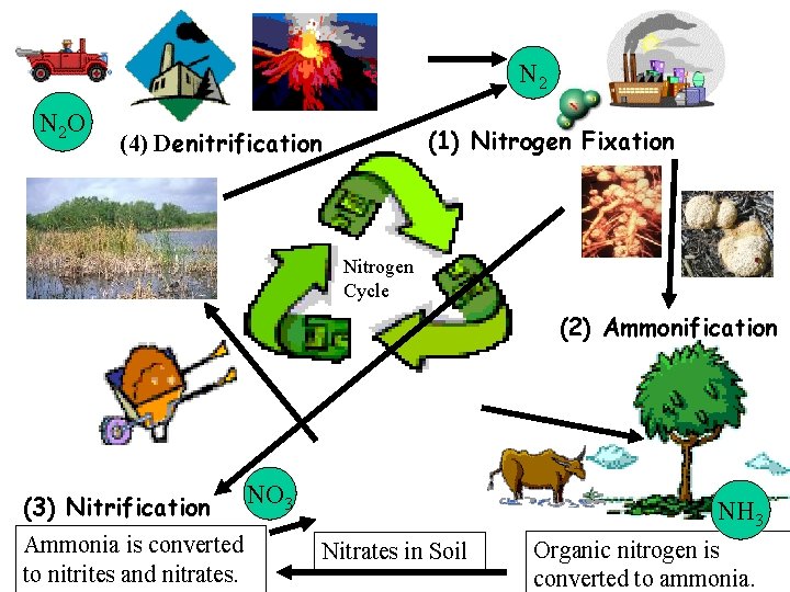 N 2 N 2 O (1) Nitrogen Fixation (4) Denitrification Nitrogen Cycle (2) Ammonification