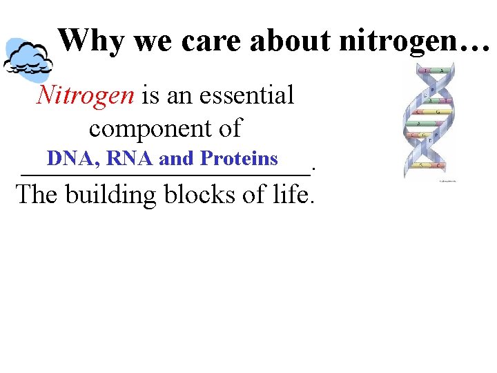 Why we care about nitrogen… Nitrogen is an essential component of DNA, RNA and