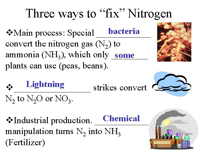 Three ways to “fix” Nitrogen bacteria v. Main process: Special ______ convert the nitrogen