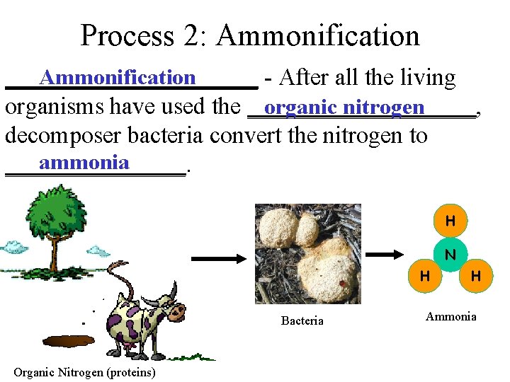 Process 2: Ammonification ___________ - After all the living organic nitrogen organisms have used