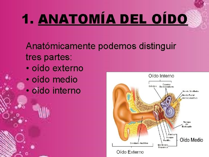 1. ANATOMÍA DEL OÍDO Anatómicamente podemos distinguir tres partes: • oído externo • oído