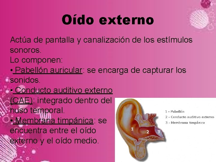 Oído externo Actúa de pantalla y canalización de los estímulos sonoros. Lo componen: •