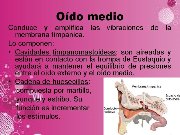 Oído medio Conduce y amplifica las vibraciones de la membrana timpánica. Lo componen: •