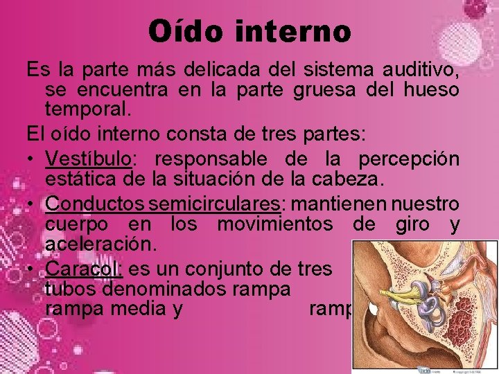 Oído interno Es la parte más delicada del sistema auditivo, se encuentra en la