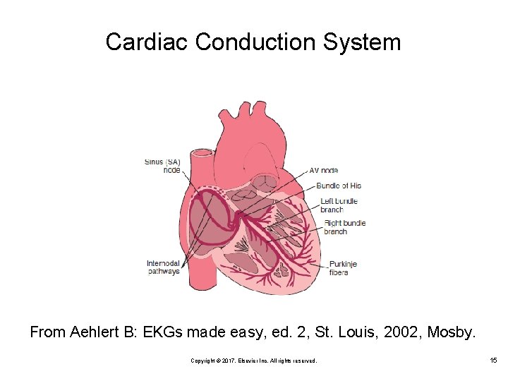 Cardiac Conduction System From Aehlert B: EKGs made easy, ed. 2, St. Louis, 2002,