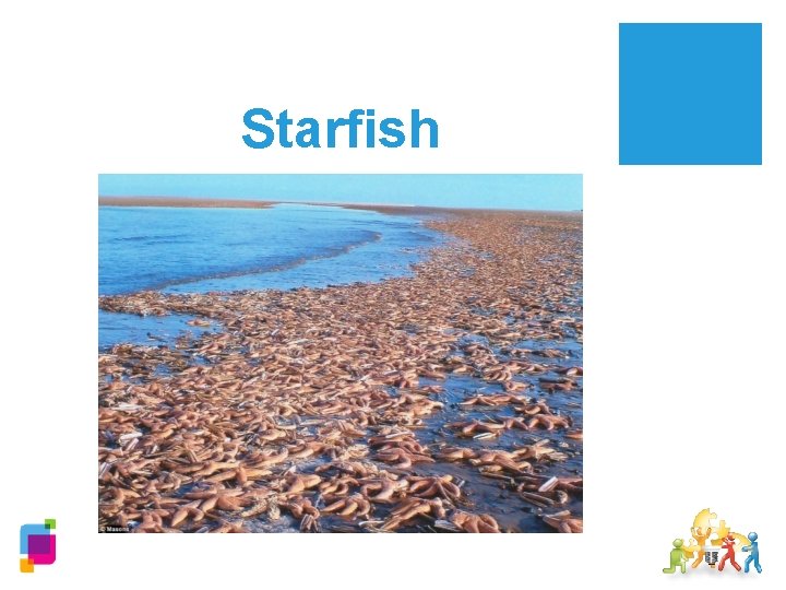 Starfish 