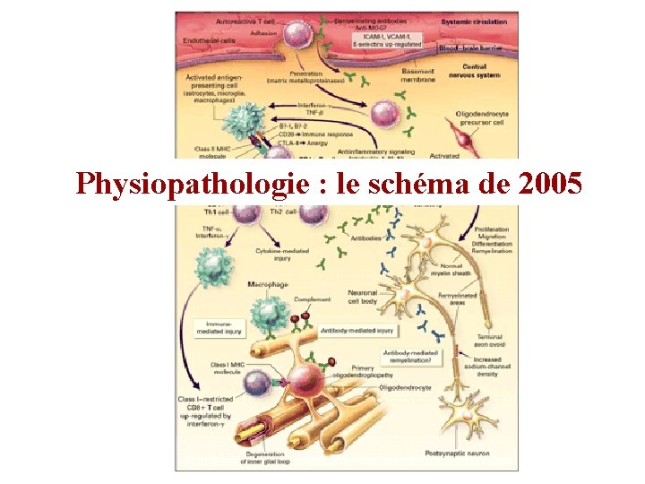Physiopathologie : le schéma de 2005 Physiopathologie : le schéma de 2005