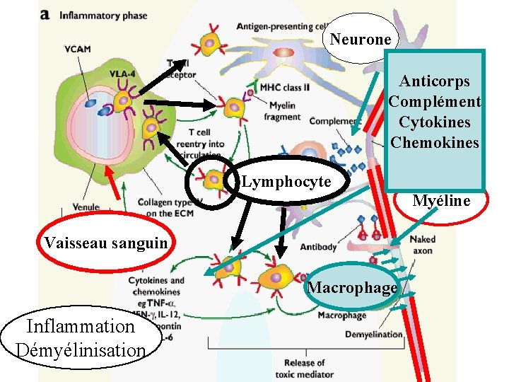 Neurone Anticorps Complément Cytokines Chemokines Lymphocyte Myéline Vaisseau sanguin Macrophage Inflammation Démyélinisation Neurone Anticorps Complément Cytokines Chemokines Lymphocyte Myéline Vaisseau sanguin Macrophage Inflammation Démyélinisation