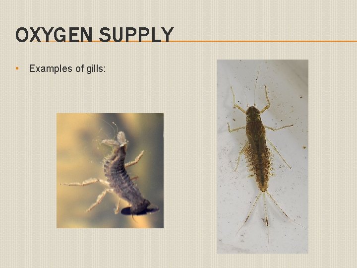 OXYGEN SUPPLY • Examples of gills: 
