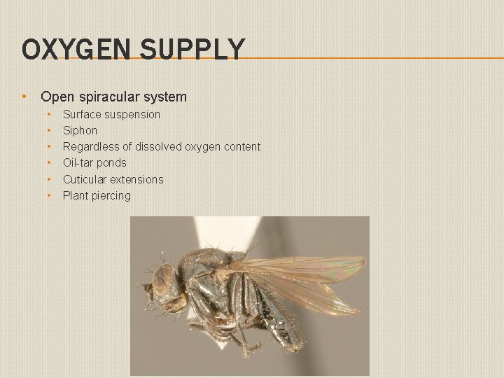 OXYGEN SUPPLY • Open spiracular system • • • Surface suspension Siphon Regardless of