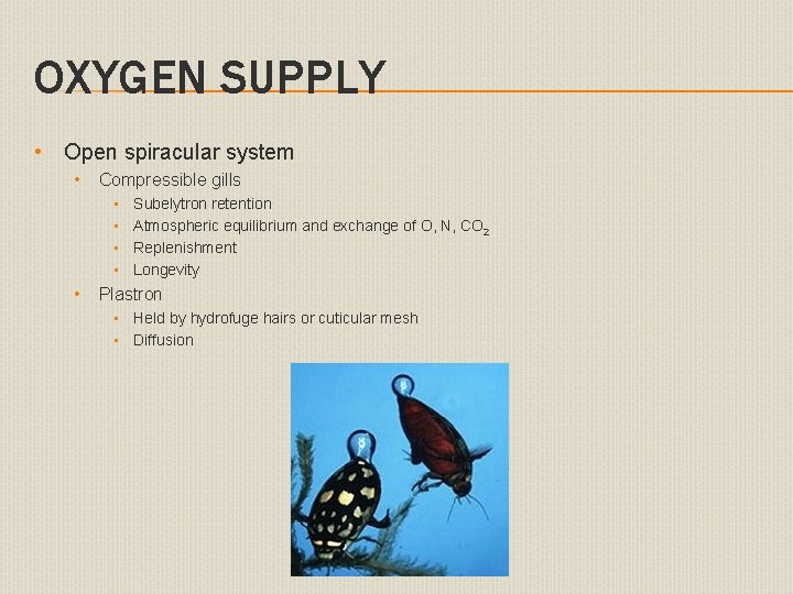 OXYGEN SUPPLY • Open spiracular system • Compressible gills • • • Subelytron retention