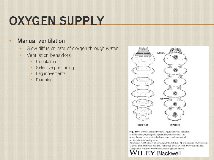 OXYGEN SUPPLY • Manual ventilation • • Slow diffusion rate of oxygen through water