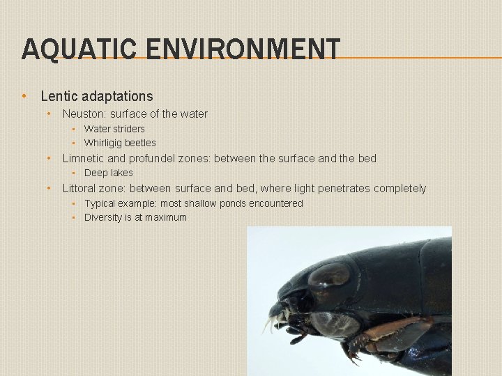 AQUATIC ENVIRONMENT • Lentic adaptations • Neuston: surface of the water • Water striders