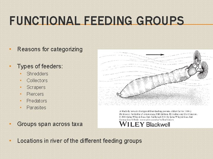 FUNCTIONAL FEEDING GROUPS • Reasons for categorizing • Types of feeders: • • •