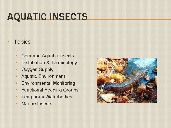 AQUATIC INSECTS • Topics • • Common Aquatic Insects Distribution & Terminology Oxygen Supply