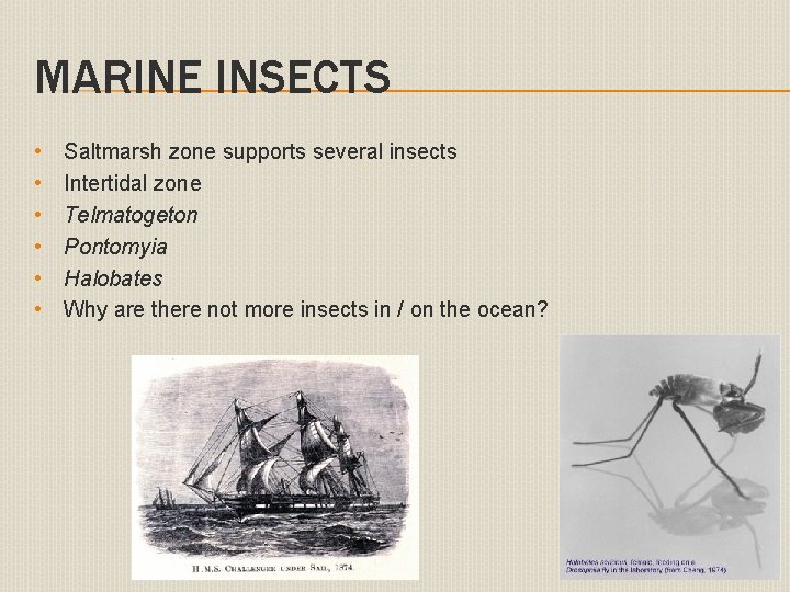 MARINE INSECTS • • • Saltmarsh zone supports several insects Intertidal zone Telmatogeton Pontomyia