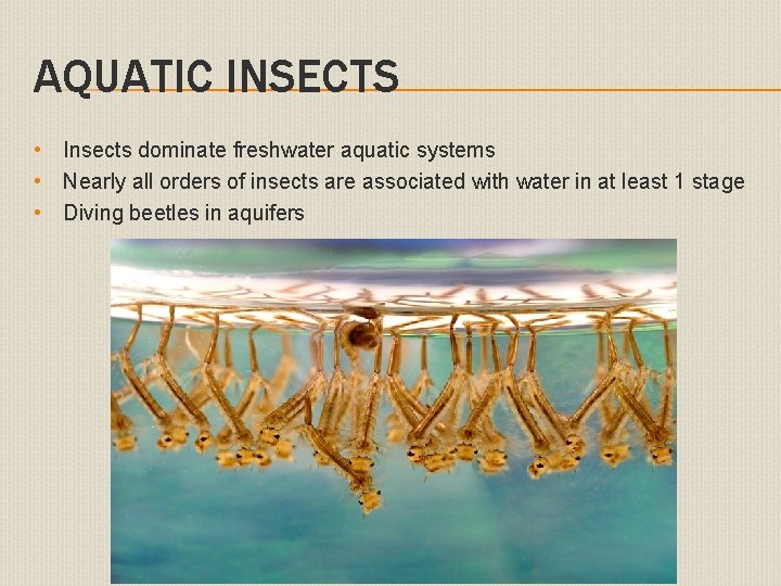AQUATIC INSECTS • Insects dominate freshwater aquatic systems • Nearly all orders of insects