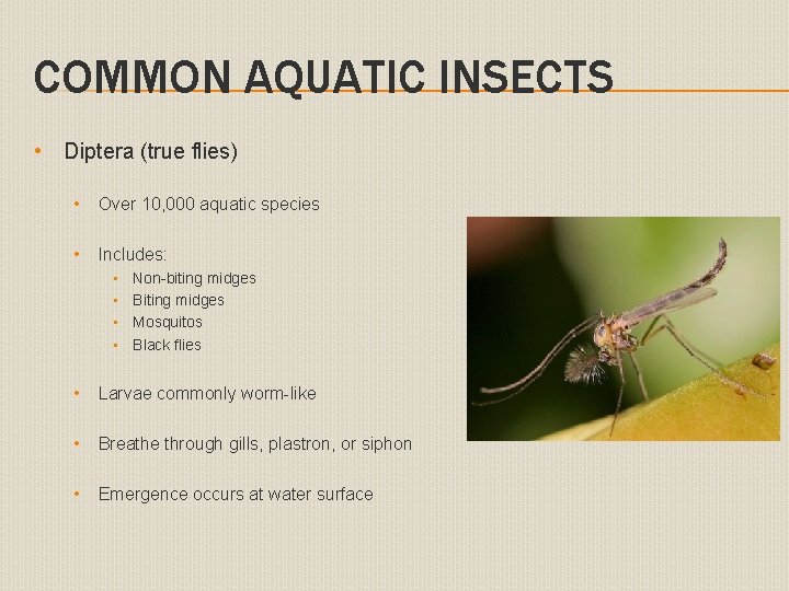 COMMON AQUATIC INSECTS • Diptera (true flies) • Over 10, 000 aquatic species •