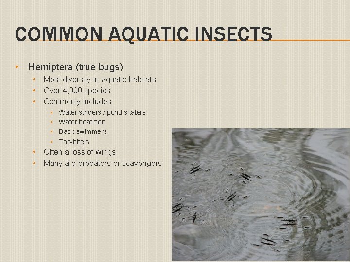 COMMON AQUATIC INSECTS • Hemiptera (true bugs) • • • Most diversity in aquatic