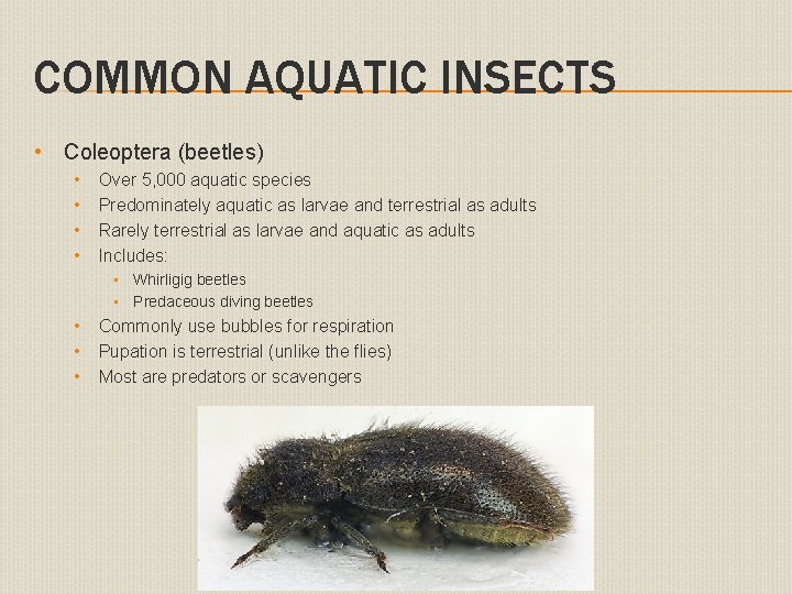 COMMON AQUATIC INSECTS • Coleoptera (beetles) • • Over 5, 000 aquatic species Predominately