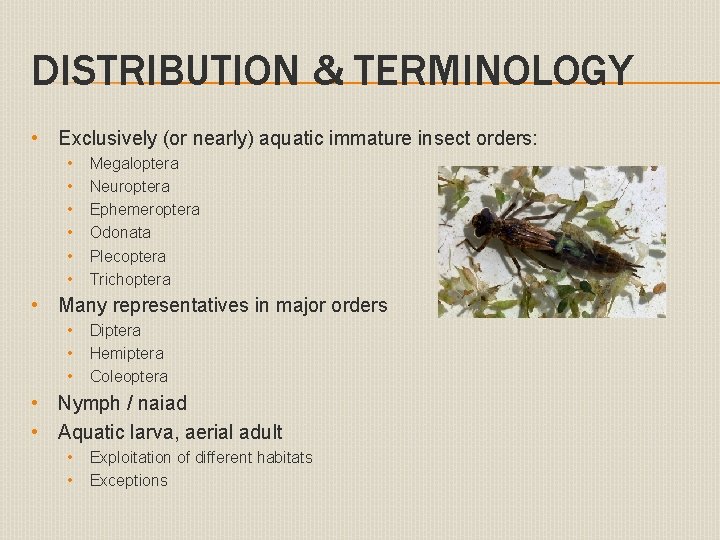 DISTRIBUTION & TERMINOLOGY • Exclusively (or nearly) aquatic immature insect orders: • • •